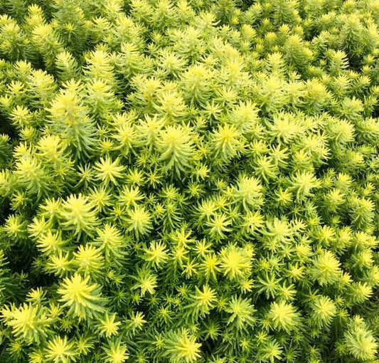 Sedum SunSparkler Angelina's Teacup Succulent Mat Ground Cover Plant - Stonecrop Plant (Sedum 'Angelina')