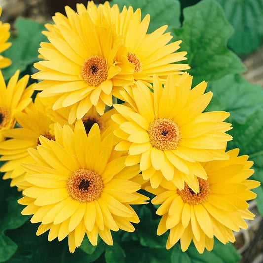 Yellow Gerbera Daisy Seeds - 200+ Pack for Garden Planting - Gerbera jamesonii - USA Grown, Free Shipping