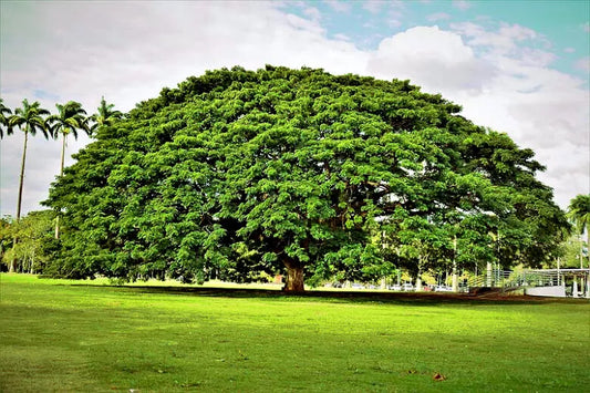 Rain Tree Seeds - 10 Count - Monkey Pod "Hitachi" - Albizia saman - Tropical Flower - Rare Seed Variety