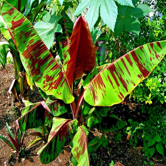 Red Tiger Darjeeling Banana Seeds - 5 Pack - Musa sikkimensis - Hardy for Zone 5 - Tropical Plant Seeds