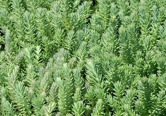 Sedum Seeds 200 Count, Blue Spruce Hardy Sedum, Yellow Flowers in Summer, Sedum rupestre