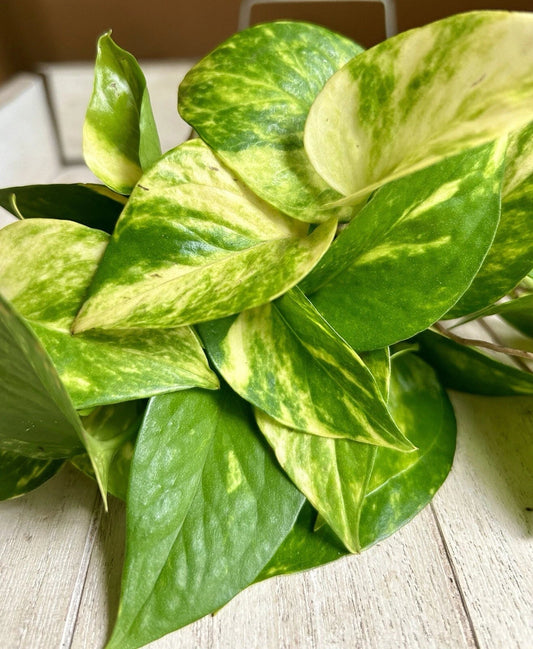 Rooted Pothos Cuttings - 10 Pack - Golden Pothos - Epipremnum aureum