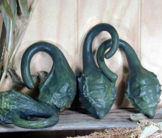 Caveman's Club Dinosaur Gourd Seeds - 10 Heirloom Maranka Squash Seeds - Rare Heirloom Variety