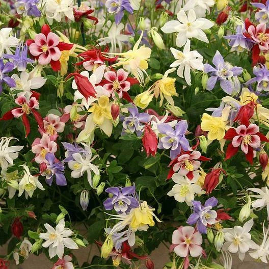 Columbine Seeds MCKANA GIANT Mix Non-GMO Perennial for Hummingbirds & Butterflies Aquilegia caerulea - 500 Seeds
