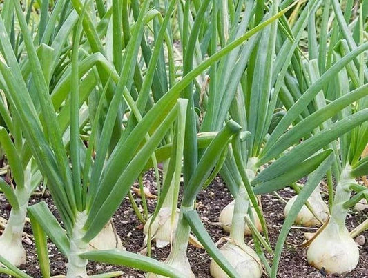 Treated Vidalia Sweet Onion Seeds, Heirloom Non-GMO, Vegetable Gardening Seeds, Allium cepa
