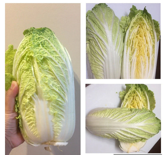 500+ Chinese Cabbage Seeds, Michihili Heading Cabbage, Brassica rapa, Heirloom Vegetable Seeds for Home Garden