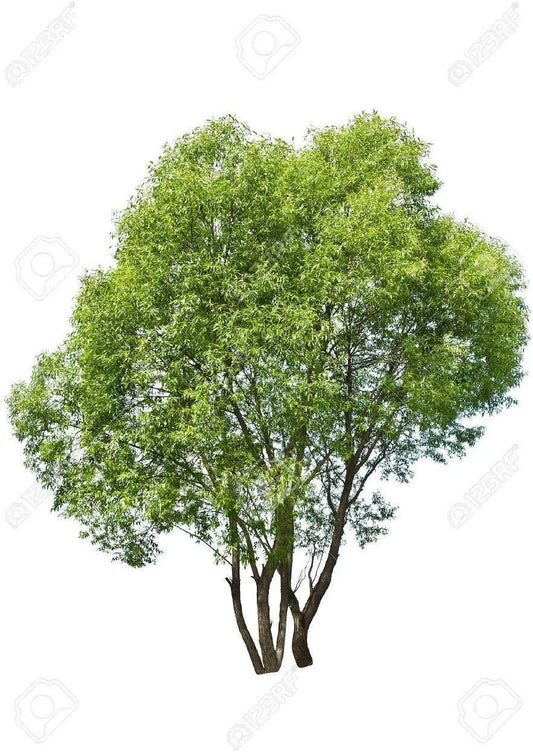 Aussie Willow Tree - Fast Growing - Decorative Tree for Landscaping - Salix spp.
