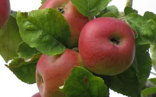 Brabant Bellefleur Apple Seeds - 25+ Pack for Garden Planting - Malus domestica - USA Shipping Available