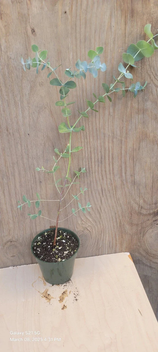 Silver Dollar Eucalyptus Plant in 4" Pot - Eucalyptus cinerea - Live Indoor/Outdoor Foliage