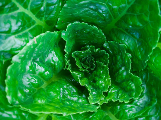 Parris Island Lettuce Seeds - Non-GMO Heirloom Variety, Urban Gardening, Tracking Included - Ideal for Home Gardens