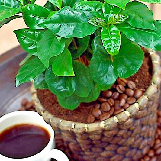 Coffea Arabica Seeds - 10 Tropical Exotic Coffee Bean Seeds for Indoor House Plant - Rare Variety