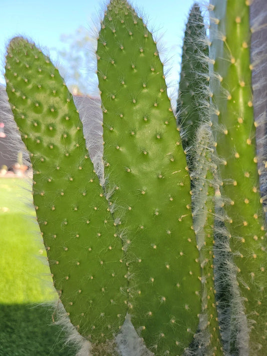 Opuntia Snow White Prickly Pear Cactus Cutting - Rare 1x Pad - Unique Succulent Plant for Home Decor