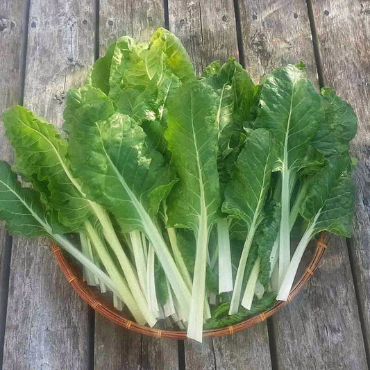 500 Swiss Chard Seeds - Fordhook Giant Non-GMO Heirloom - Fresh Seeds for Home Garden - Beta vulgaris subsp. cicla