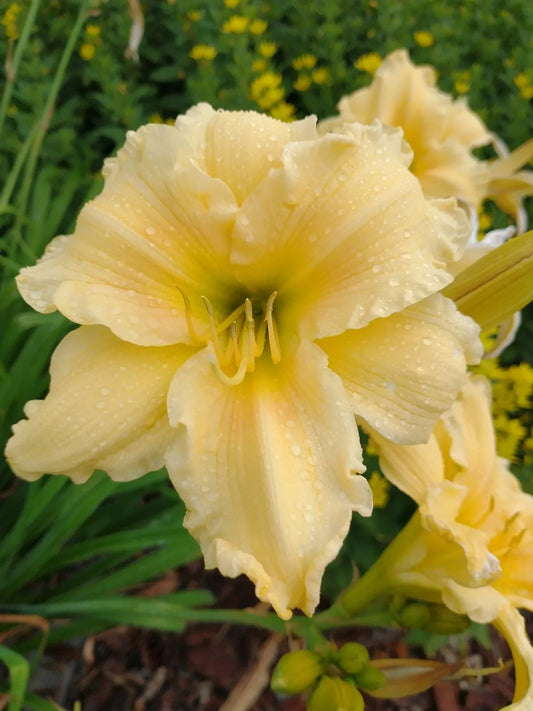 Day Lily Lot of 2 Perennial Plants - Yellow Flower Starter - Hemerocallis