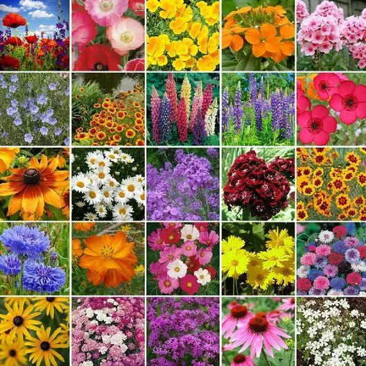 NORTHEAST Wildflower Mix 500 Seeds - 25 Non-GMO Perennial Species for USA Gardens - Native Wildflowers