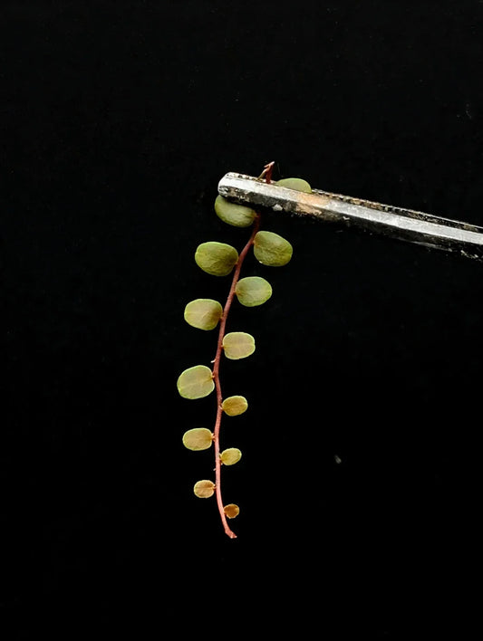Marcgravia sp Melon Cutting - 10 Leaf Terrarium Plant - Unique Tropical Foliage for Indoor Gardens