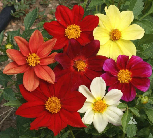 Dahlia Seeds Mixed Colors Dwarf Cut Flower Garden Annual 200 Non-GMO - Perfect for USA Gardens
