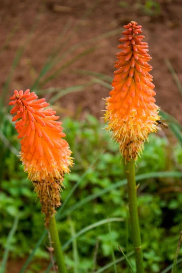 Red Hot Poker Plant Bareroots - Kniphofia uvaria - 6 Pack, Vibrant Perennial Flowers for Garden or Landscape