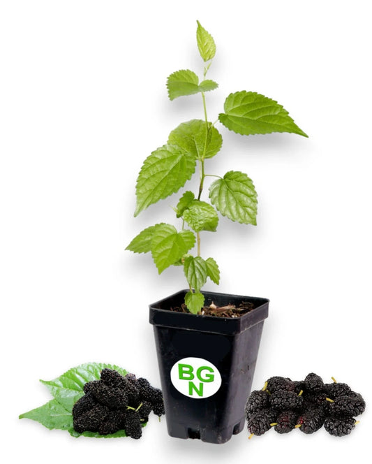 Dwarf Black Mulberry Live Plant - Everbearing Morus Nigra - Fruit-Bearing Garden Plant for Home Growing