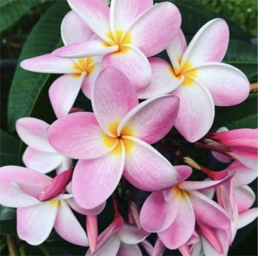 Rooted Plumeria Cutting - Pastel Pink - 15" with 1 Tip - Frangipani Plant