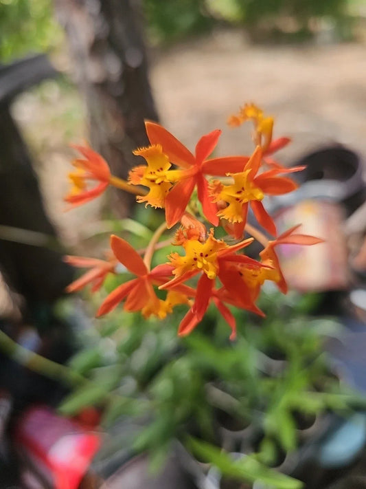 Epidendrum radicans Orchid Plant, Reed Stem, Orange Dschungle Dancing Lady, Blooming