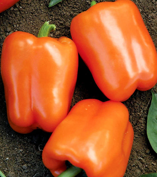 Orange Sweet Bell Pepper Seeds, NON-GMO Heirloom, Various Sizes, Capsicum annuum