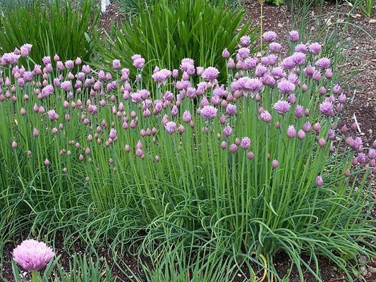 Chive Herb Seeds Bulk 1000 Gourmet Seeds Allium schoenoprasum