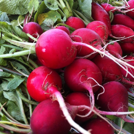 Champion Radish Seeds, NON-GMO, Fast Harvest, Multiple Sizes, Raphanus sativus