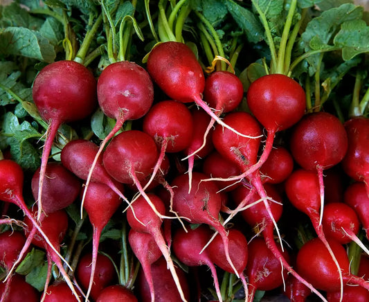 Radish Seeds 200+ Early Scarlet Globe Survival Vegetable Raphanus sativus - Non-GMO, Heirloom