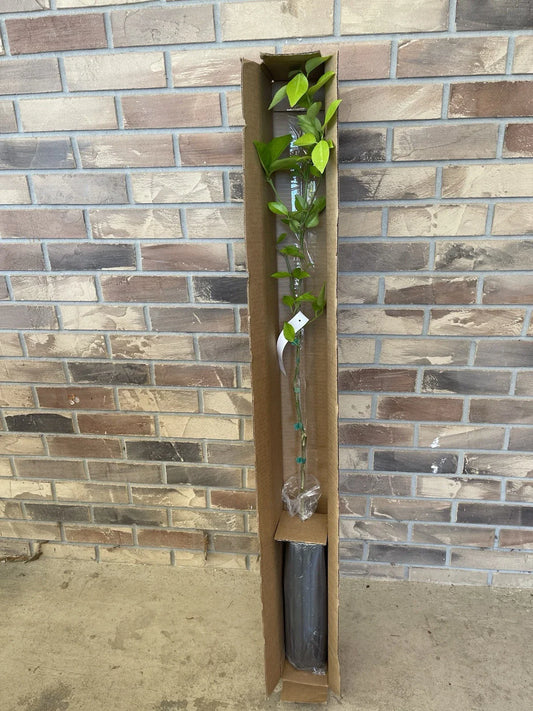 Sweet Valencia Citrus Tree 4 Ft Budded with Pot - Healthy Roots - Citrus sinensis