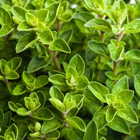 Italian Oregano Herb Seeds, Non-GMO, Origanum Vulgare, Variety Sizes, Culinary Herb Gardening