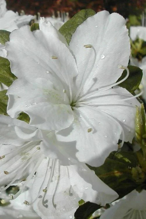 Azalea Starter Plant - Delaware Valley White - Deciduous Rhododendron - Pure White Blooms - Rhododendron 'Delaware Valley White'