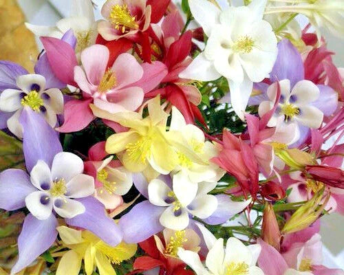 Columbine Seed Mix, 400+ Seeds, All Colors, Aquilegia, Easy to Grow, USA