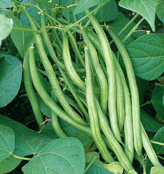 Tendergreen Green Bean Seeds - Heirloom Non-GMO Bush Vegetable Seed - Phaseolus vulgaris - 2025