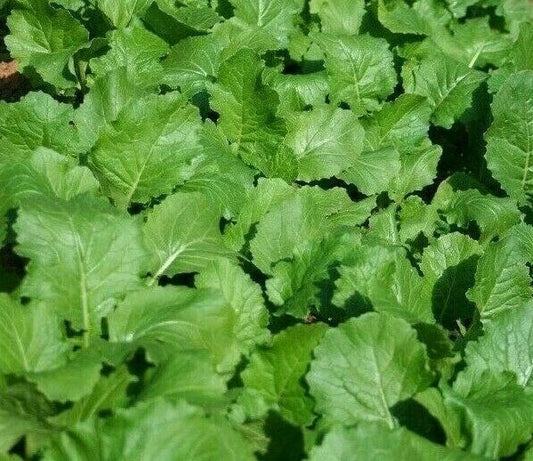 Seven Top Turnip Seeds, 1000+ Count, Vegetable Salad Greens, Brassica rapa, Garden Seeds, Heirloom Variety