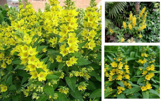 Yellow Loosestrife Root Systems Starts - Perennial Plants for Marsh, Wetlands, and Bog - Lysimachia vulgaris
