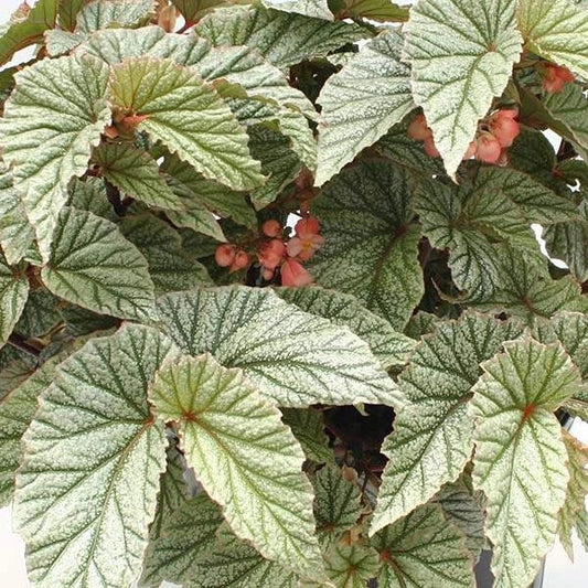 Angel Wing Begonia Plant - Snow Capped Variety - Easy Care House Plant - Perfect for Indoor Gardening - Begonia maculata