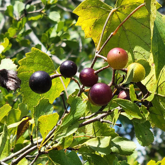 Southern Fox Grape Seeds | 25 Count | Vitis Rotundifolia | Florida Native Ecotype