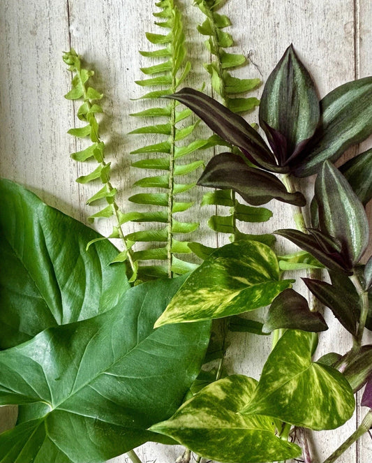 12 Rooted Plant Cuttings - Pothos, Wandering Jew, Arrowhead, Ferns - Indoor Houseplants for Easy Care and Propagation