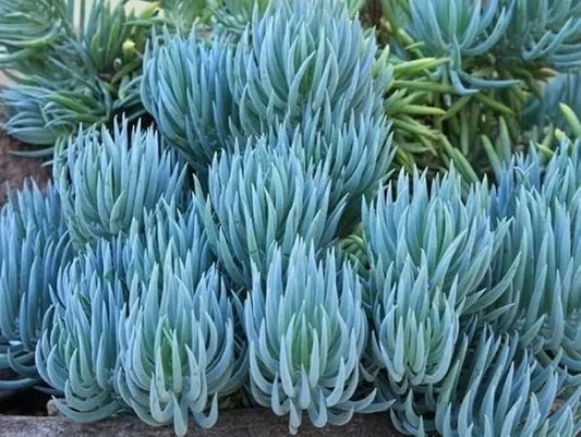 Blue Chalk Sticks Succulent Cutting | Rare Healthy Unrooted Plant | Senecio serpens | Easy Care Live Plant