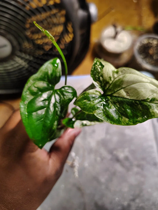 Syngonium Cutting Highly Rooted White Variegated Syngonium (Syngonium podophyllum)