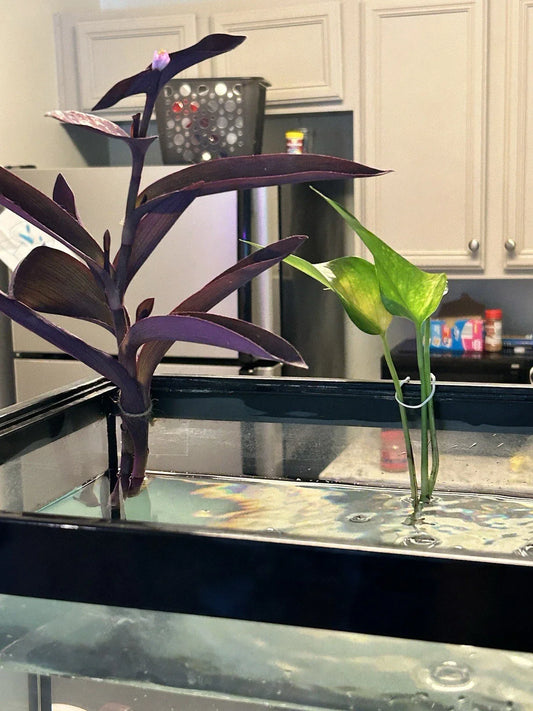 Pothos Cutting - Rooted Green Leaf Stem - Epipremnum aureum