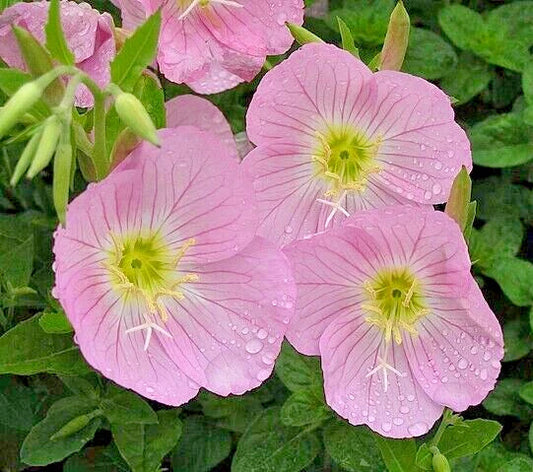 Showy Pink Evening Primrose Seeds - 100 Count - Oenothera speciosa - Pink Flowering Perennial Garden Plant
