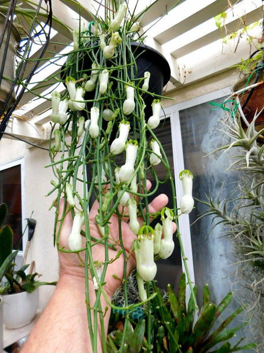 Ceropegia Ampliata Plant - Bushman's Pipe, Horny Wonder, Unique Condom Flower - Indoor Houseplant