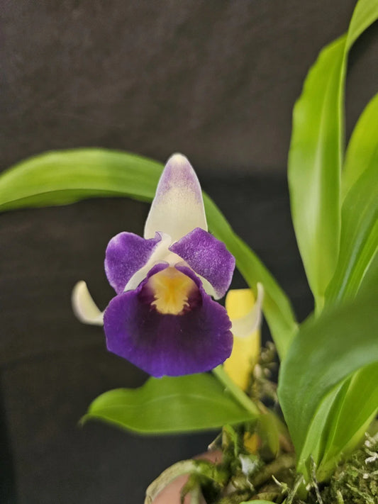 Blooming Size Orchid Plant - Cochleanthes discolor - Tropical Flowering Orchid - Rare Houseplant