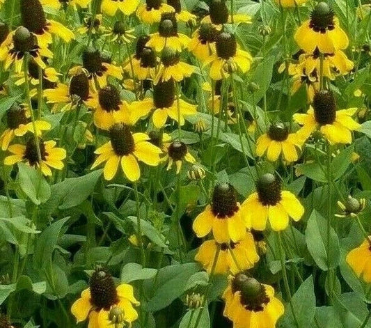 Clasping Coneflower Seeds 1000+ Annual Wildflower Rudbeckia for Bees, Non-GMO, Pollinator-Friendly Gardening