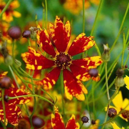 Coreopsis Seeds - 200 Non-GMO Dwarf Radiant Tiger Flower Seeds - Deer/Rabbit Resistant (Coreopsis radiata)