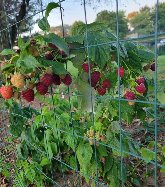Thornless Raspberry Plant - Joan J Variety - 3 Pack - Medicinal Plant - Rubus idaeus