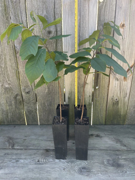 Potted Pawpaw Tree 4 Years Old 16”-24” Asimina triloba Ready to Plant
