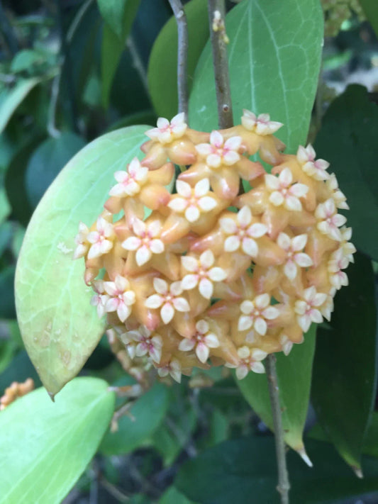 Hoya aff. fitchii Plants in 2.5" Pot - Two Rooted Hoya Houseplants for Indoor Gardening, Tropical Greenery